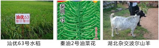 骡子是什么，骡子是什么时候出现的（如何区分马、骡子和驴）