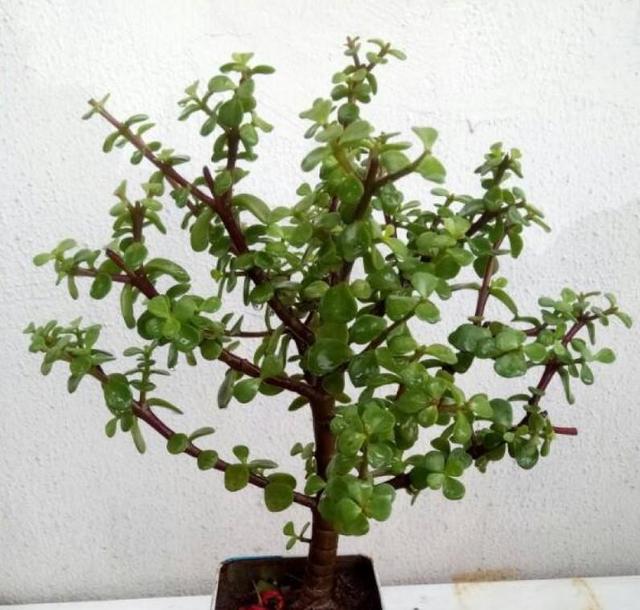 金枝玉叶的造型与修剪，金枝玉叶的造型与修剪视频（又能变成好看的小盆景）