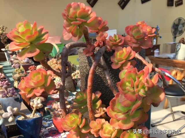 傲雪凌霜——养一棵多肉红梅，梅花的简介资料