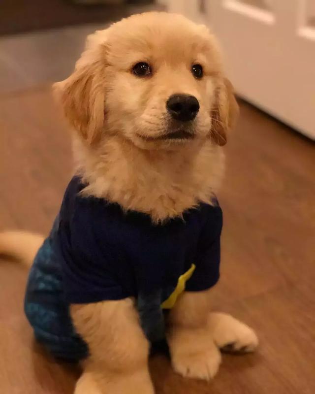 金毛几个月开始猛长,金毛犬几个月可以长大(其实两岁前都是小恶魔)