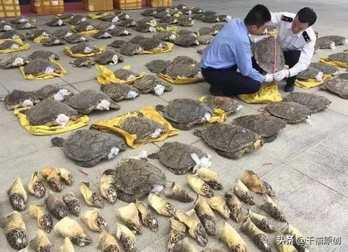 狼牙什么属相的人不能佩戴，不适合带狼牙的属相（这5种动物首饰你还敢戴）