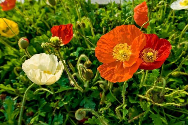 曼陀罗花的传说，曼陀罗花的含义和传说（传说“7种花”）