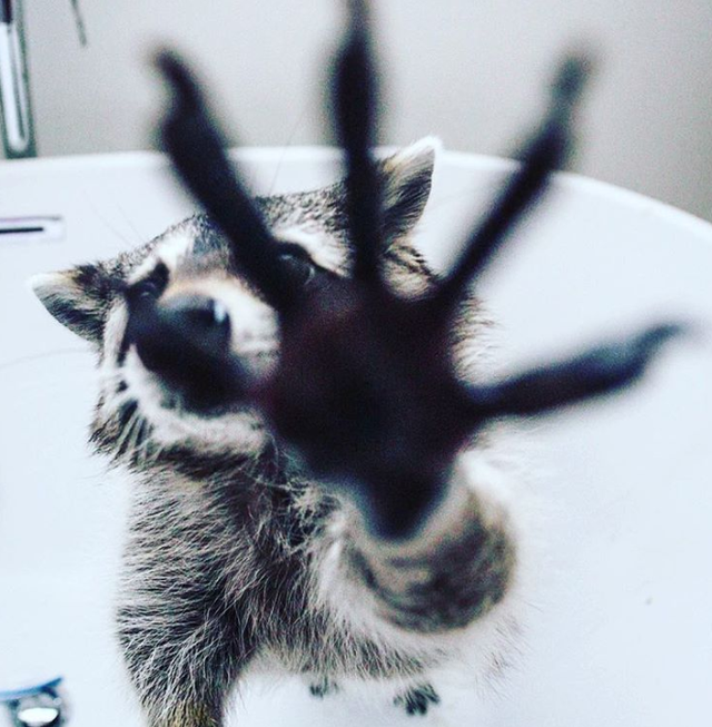 小浣熊图片，有一只浣熊做宠物是一种什么样的体验呢（小比熊图片）