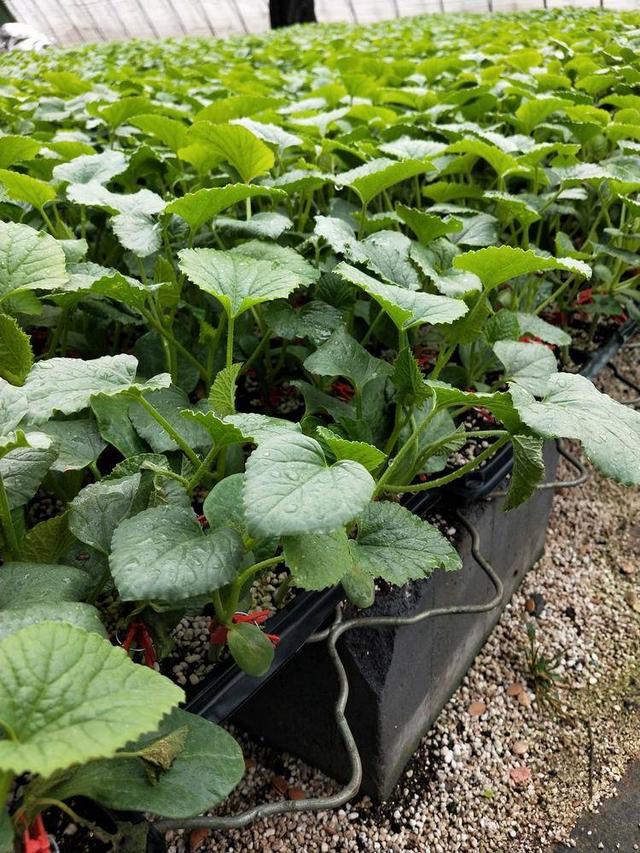 怎样种好杨角密，杨角密瓜的种植方法（新手种植羊角蜜）