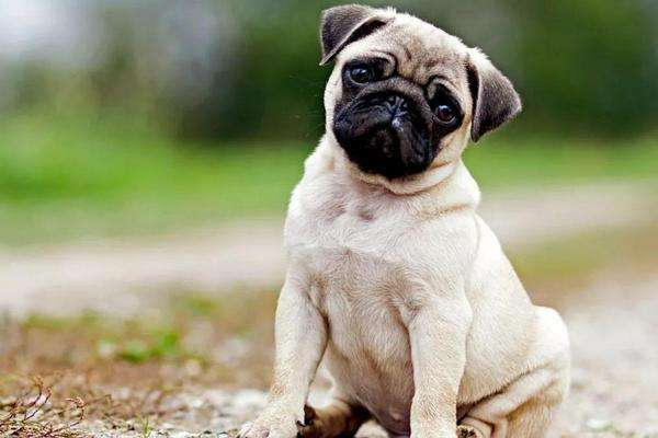 十大适合家养的小型狗，小型宠物狗有哪些（15种适合家庭喂养的小型犬）