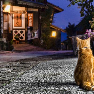 猫猫头像微信，猫猫头像（高清微信萌宠头像可爱小猫咪）