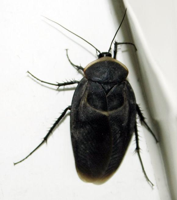 中华婪步甲怎么会在家里出现,中华婪步甲会在家里繁殖吗(净享生活,常