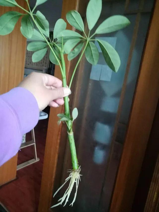 发财树可以扦插繁殖吗，发财树扦插繁殖方法（发财树养一盆就够了）