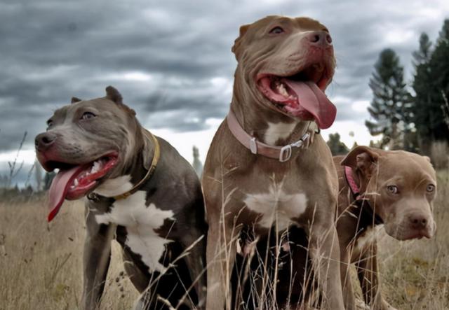 牛头梗为什么禁养，斗牛梗犬图片（在国内很多城市都不能养）