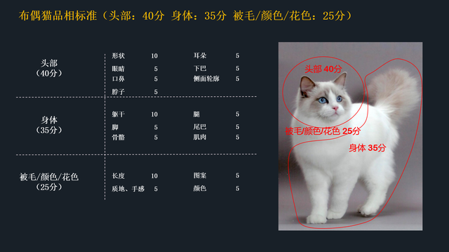 如何挑选布偶猫幼猫，简单几招学会挑选心仪的布偶猫