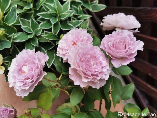 花色鲜艳又浓香的月季品种，浓香四溢的6款月季