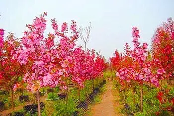 白兰地海棠的养殖方法，白兰地海棠～一种让人惊艳的海棠花