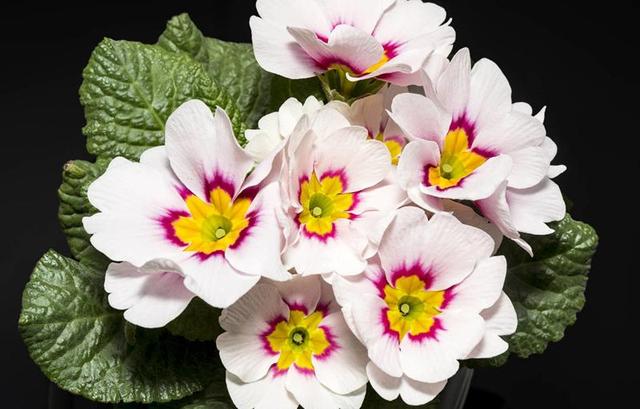 日本的花和花语，日本兰花花语（200种花卉的花语汇总）