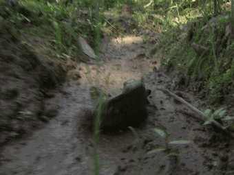 翻山越岭的动物是什么，翻山越岭打一生肖（“逆天狂徒”过山鲫）