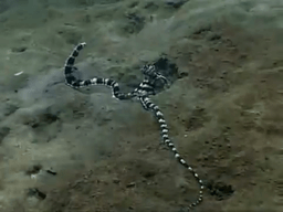 章鱼有几只脚，章鱼有几只脚章章鱼长什么样（它们还是海底的山寨大师）