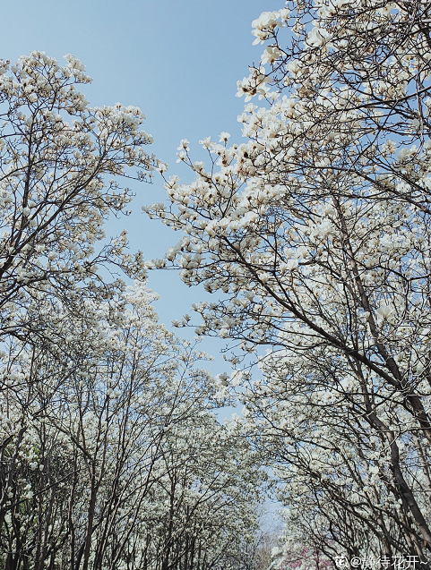 欲钱去树上找一找，欲钱去树上找一找是什么生肖（路过花瓣都能落头上）