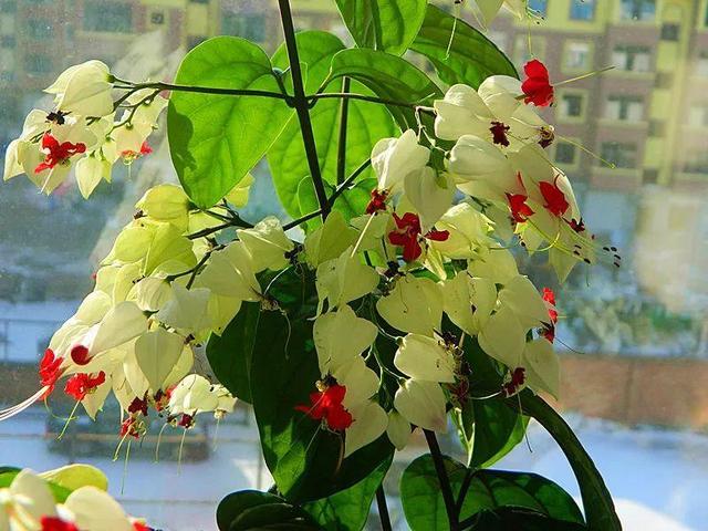 龙吐珠鱼，这花会吐小珠子（龙鱼吐珠的寓意）