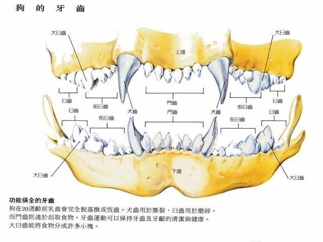 2个月拉布拉多吃多少粒 2个月拉布拉多吃狗粮可以不用水泡吗