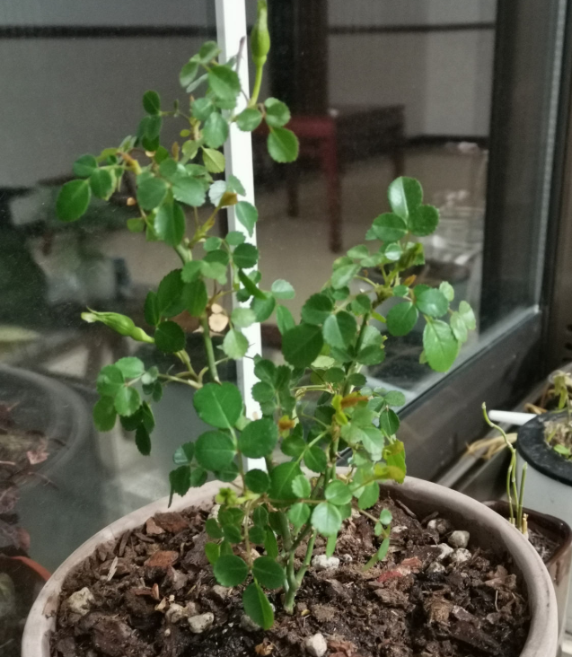 水培郁金香，买花也要看季节（水培郁金香种球怎么种植）