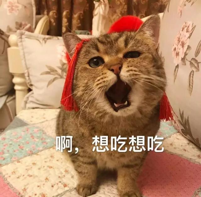 猫咪不吃猫粮什么原因，猫不吃猫粮有几种情况（猫咪突然不爱吃猫粮了是什么原因）
