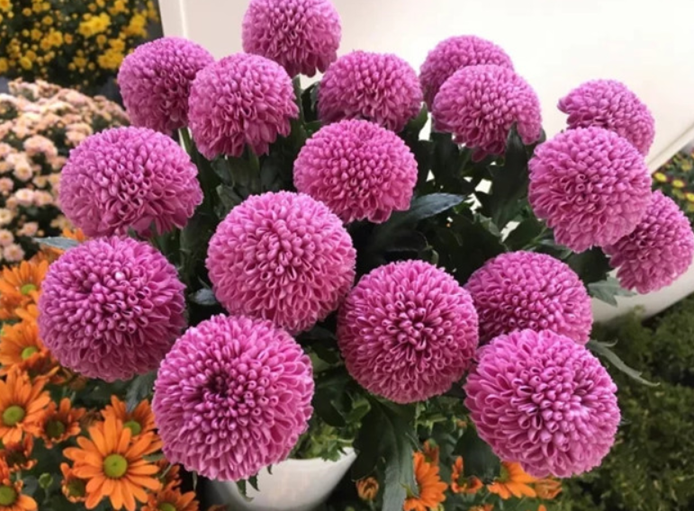 乒乓菊在生长过程中需要很多的养分,除了自然的开花