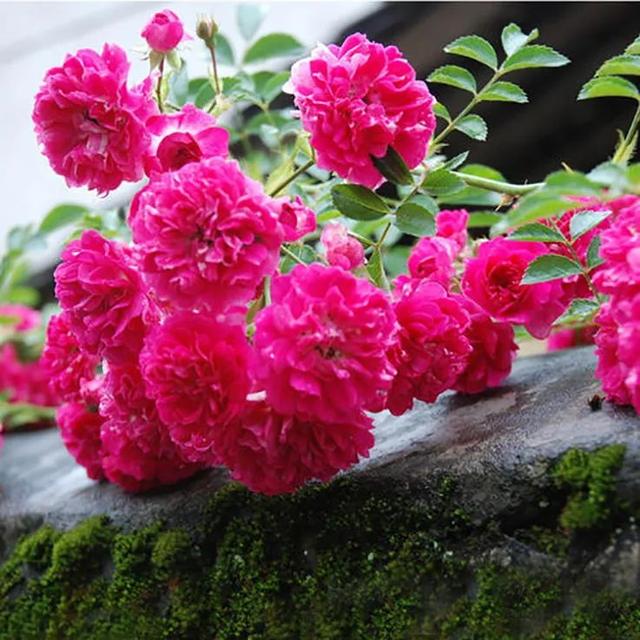 野蔷薇花语，野蔷薇花语浪漫悔过（我靠这份“栽培秘笈”花满阳台）