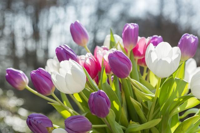 郁金香花语和寓意，你们知道这些花的花语吗（黄色郁金香花语和寓意）