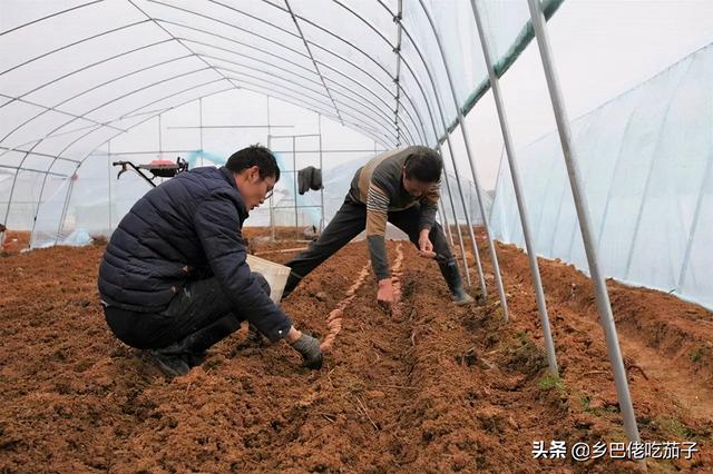 時候不能用種子而是用塊莖進行,在農業生產上用先育苗地方法種植紅薯