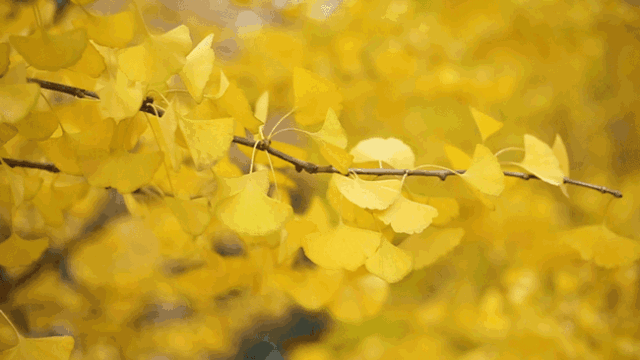 银杏树的资料，银杏树的介绍和特点（看得见摸得着的“活化石”——银杏）