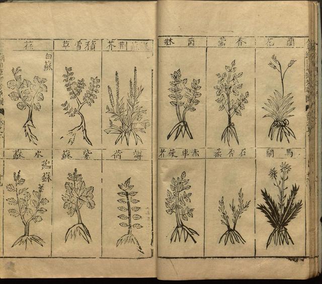 本草纲目全书带图，李时珍本草纲目全书（李时珍著《本草纲目》附图卷）