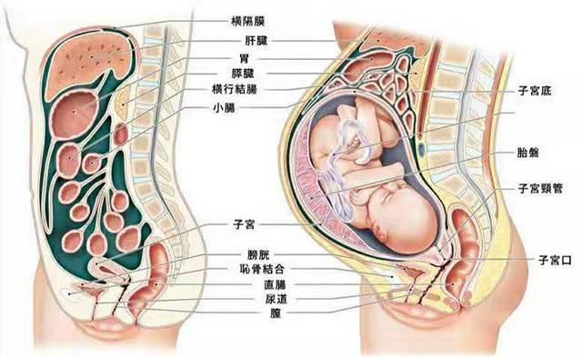 孕晚期烧心反酸怎么缓解，如何缓解孕晚期烧心（怪不得孕妈妈经常胃酸）