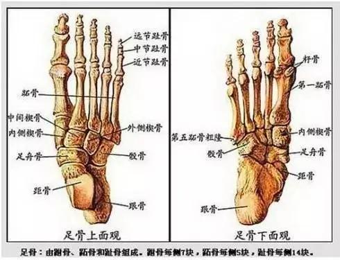 足舟骨突出图片,足舟骨突出疼痛怎么办(你怎么比别人多了一块骨头) 足舟骨突出图片,足舟骨突出疼痛怎么办(你怎么比别人多了一块骨头)