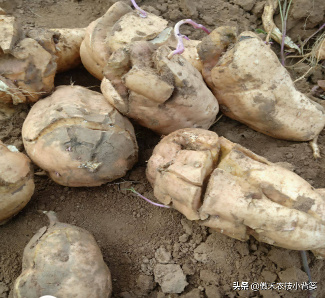 推饼子十句口诀，推饼子十句口诀小鬼推磨（红薯开裂、凸筋、弯曲畸形不用愁）