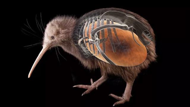 无意乌，我玩传奇世界时无意杀死了一匹乌骓马（世界上绝无仅有的无翼鸟）