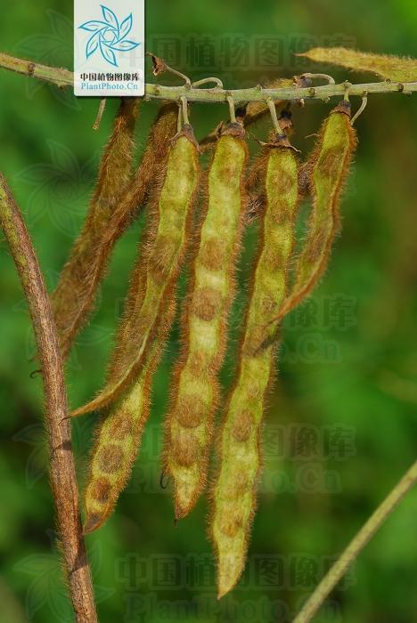 本草图经作者是谁，《本草图经》的作者（芎藭 蘼蕪 藁本）