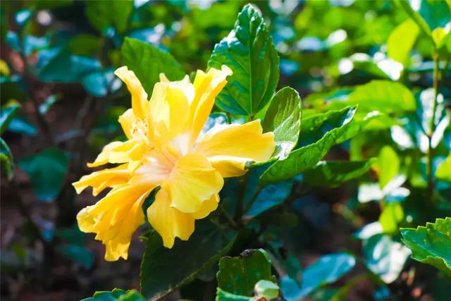 野生吊钟花什么时候开花，吊钟花结果吗（鲜艳的春节红已提早报春）