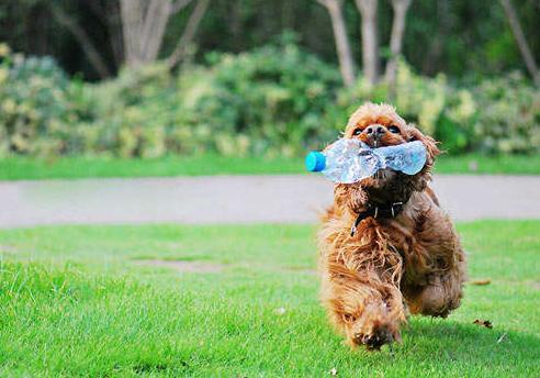 泰迪犬狗粮十大排行榜，泰迪幼犬狗粮排行榜（泰迪犬为什么不吃狗粮）