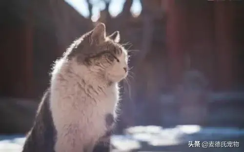 猫咪起什么名字最好听母猫，中国铲屎官绝对把气质