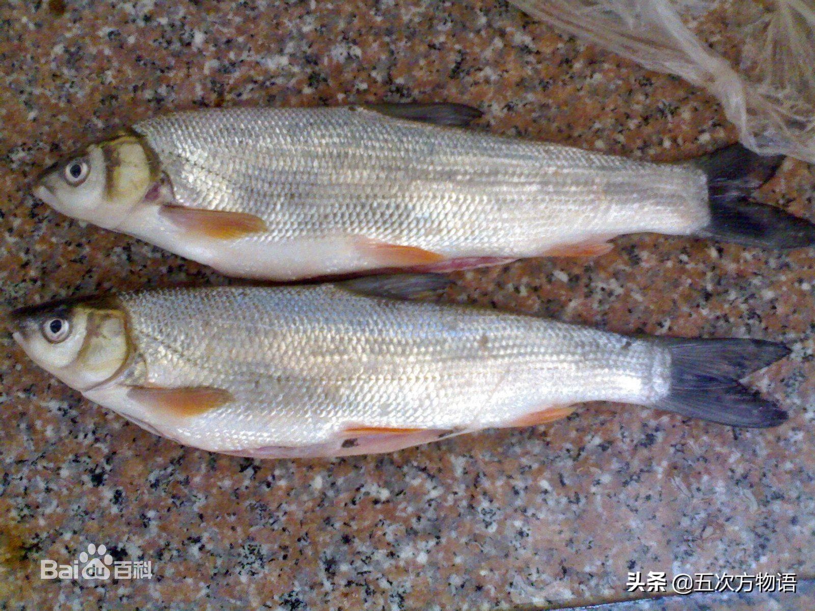 黑龙江五大名鱼图片