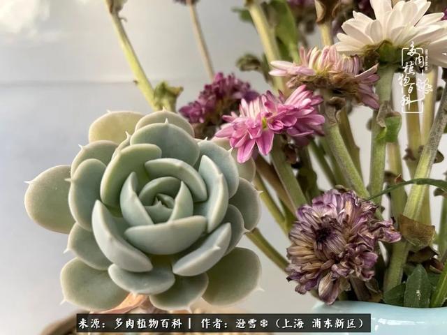 多肉植物图片，感恩相遇，余生相互关照（若绿多肉植物图片）