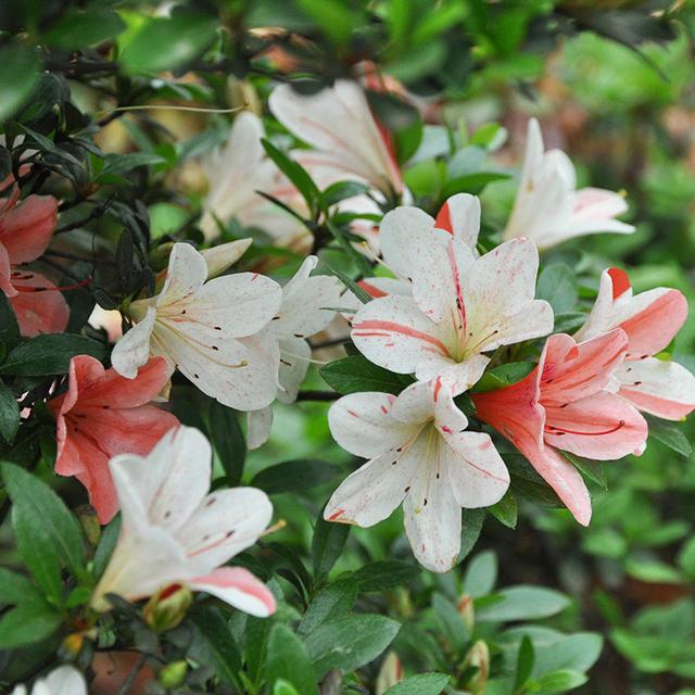 杜鹃花有毒吗，十种招鬼的花（建议别被美丽蒙蔽了）