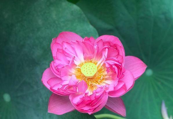 观音莲的花语，观音菩萨与莲花的寓意（守护你的小幸福）