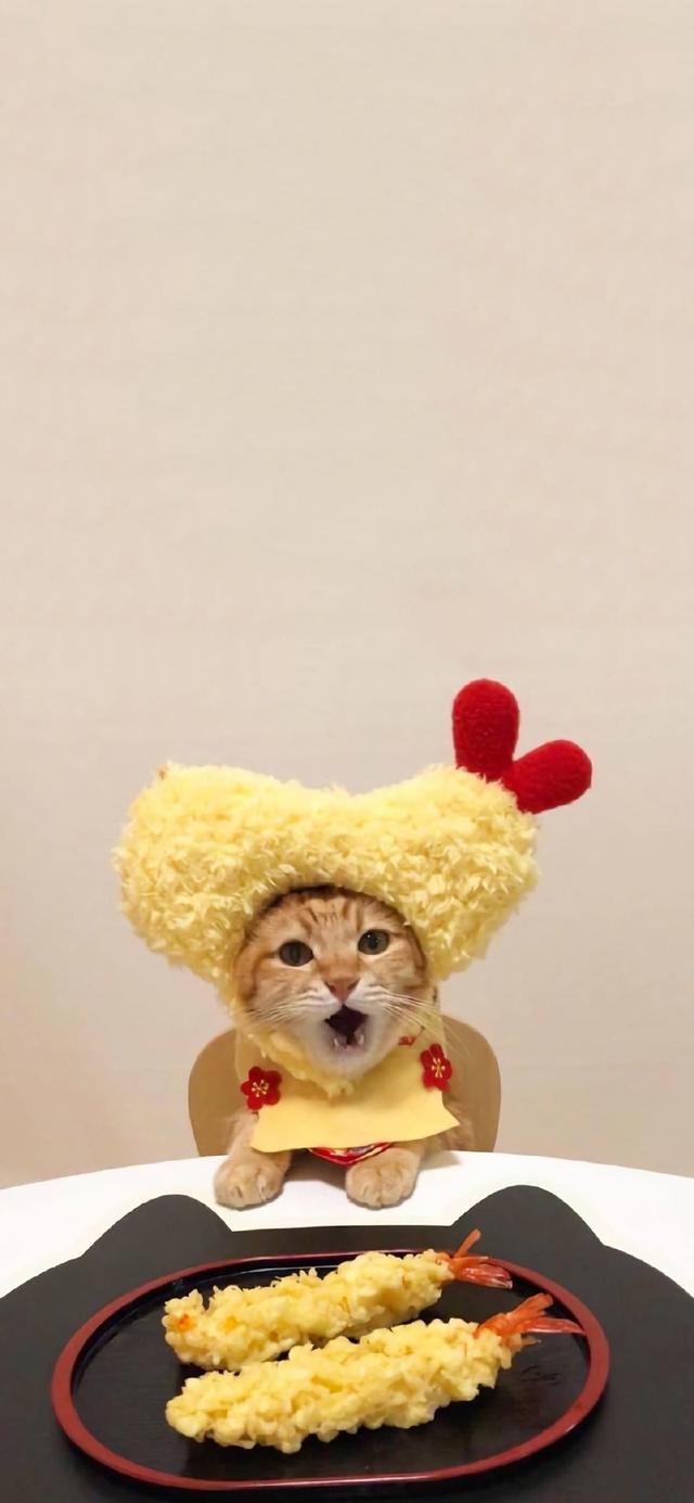 小猫图片萌图100张,猫咪图片〖萌图〗(可爱的猫壁纸,萌化了)