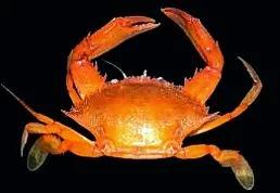 梭子是什么样的，梭子是啥玩意儿（生物相册•散落全世界的远亲）