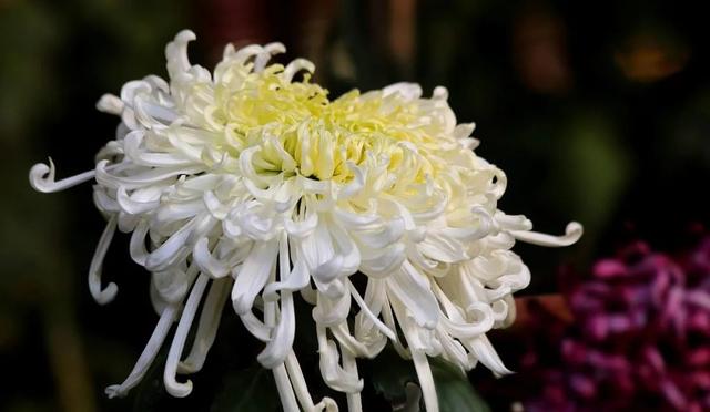 菊花寓意什么，菊花寓意什么康乃馨寓意什么玫瑰寓意什么（绕篱寒菊自开花）