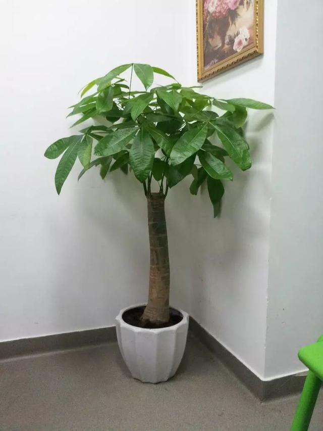 小发财树怎么养，小发财树怎么养才茂盛（注意3个小问题）