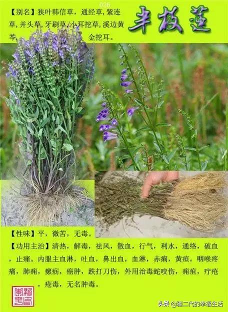 常见中草药图谱，中草药经典图谱（让你知道常用药都长啥样）