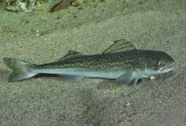 银雪鱼活鱼图片(银鳕鱼的) - 去钓鱼