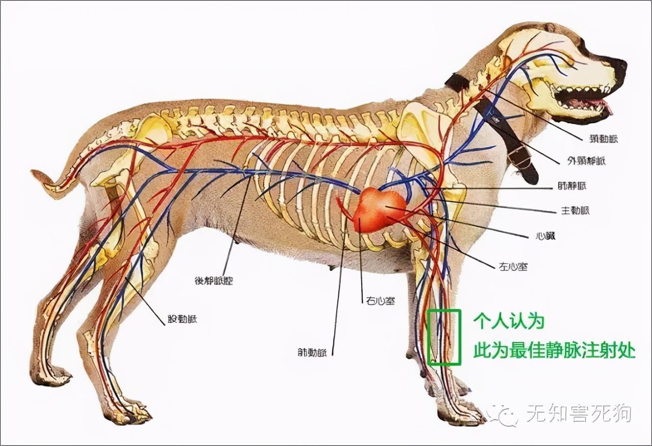 狗狗打吊针多少钱 狗狗输液价格