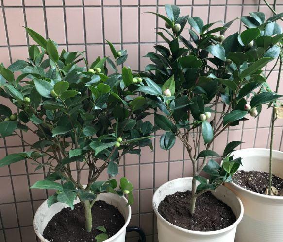 一帆风顺叶子下垂发软，一帆风顺叶子下垂发软发黄怎么办（这花天一冷就假死）